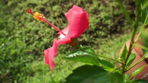Vibrant Red Hibiscus in Full Bloom Video stock 293099251