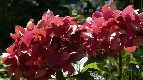 Vibrant Red Hydrangea Blossoms Stock Footage 312433199