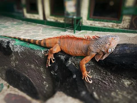Vibrant Red Iguana Basking on Dark Stone Ledge Stock Photos