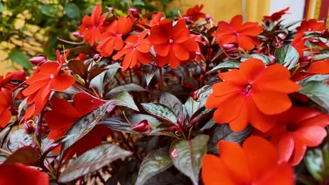 Vibrant Red Impatiens in Bloom Stock Footage 288683897