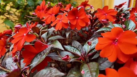 Vibrant Red Impatiens in Bloom Stock Footage 288683914