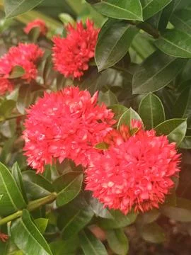 Vibrant Red Ixora Clusters Stock Photos