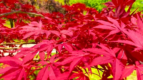 Vibrant Red Japanese Maple Leaves Swaying in Warm Sunlight During Autumn Season Stock Footage 342005111