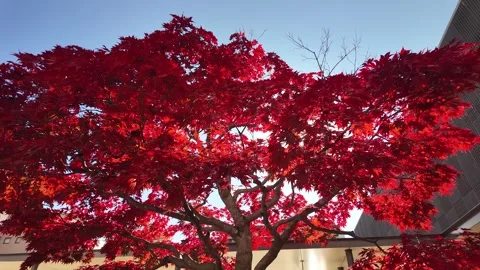 Vibrant red Japanese maple tree outside Takayama Station in autumn Stock Footage 308187075