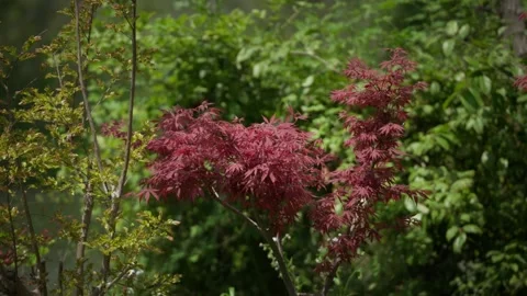 A Vibrant Red Japanese Maple Tree with Intricate Lace-Like Leaves Vidéo 332787232