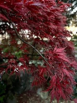 A vibrant red Japonese maple Stock Photos