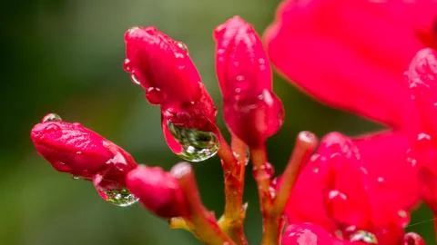 Vibrant Red Jatropha Integerrima Flowers with Water Drops in Tropical Garden 写真素材