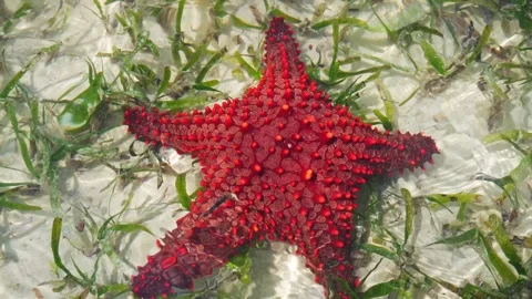 Vibrant red knobbed starfish Protoreaster linckii resting in shallow, cryst.. Stock-Footage 331537766