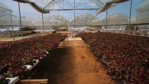Vibrant red leaf lettuce growing inside hydroponic systems controlled greenhouse Stock Footage 317090337