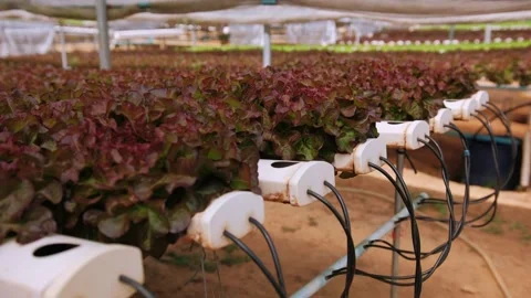 Vibrant red leaf lettuce growing in a hydroponic system, showcasing modern Stock Footage 317090542