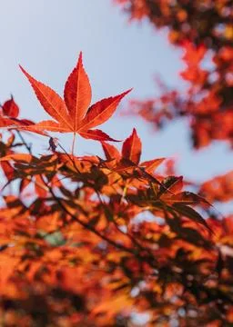 Vibrant red leaves of maple trees against the clear blue sky in autumn afternoon Stock Photos