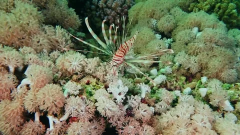 Vibrant Red Lionfish Gliding Through Coral Reef, Red Sea Stock Footage 316693755