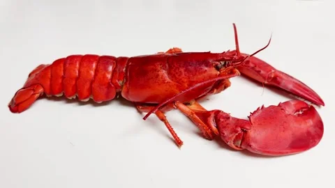 A vibrant red lobster is currently situated on a clean white surface 스톡 동영상 304841504