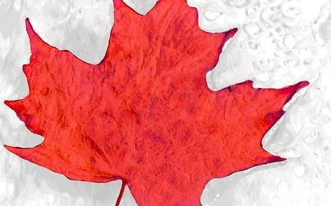 Vibrant Red Maple Leaf Against Textured White Background Artistic Represent.. Stock Photos