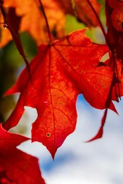 Vibrant Red Maple Leaf Close-up Against Soft Blue Sky Background in Autumn Stock Photos