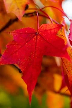 Vibrant red maple leaf closeup capturing peak autumn colours Foto stock