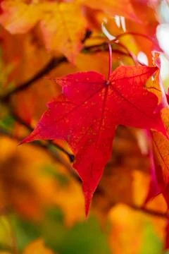 Vibrant red maple leaf closeup capturing peak autumn colours in natural light Stock Photos