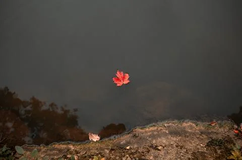 Vibrant red maple leaf floating on calm water surface reflecting autumnal colors Stock Photos