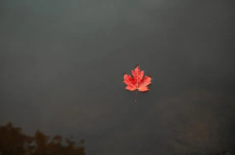 Vibrant red maple leaf floating on calm water surface reflecting autumnal colors Stock Photos