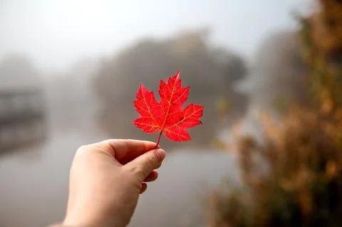 Vibrant red maple leaf held in hand against a misty autumn landscape with Stock Photos