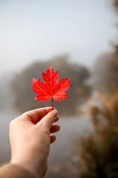 Vibrant red maple leaf held in hand against a misty autumn landscape with Stock Photos