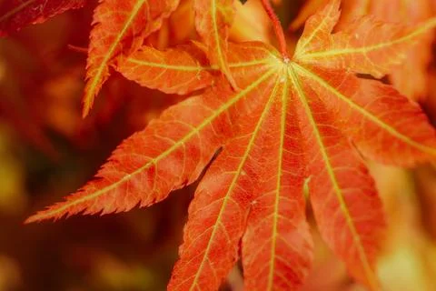 Vibrant red maple leaf with intricate veins and edges, surrounded by blurre.. Foto stock