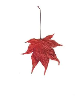 A vibrant red maple leaf isolated on white background Perfect for autumn them Stock Photos