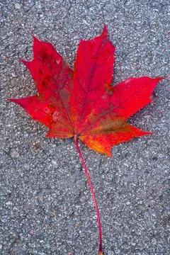 Vibrant Red Maple Leaf with Orange Accents Fallen on Gray Pavement Stockfoto's