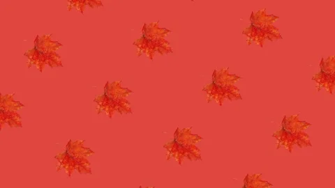 Vibrant Red Maple Leaf Pattern Background Stock Footage 278386267