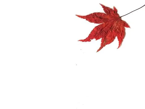 A vibrant red maple leaf rests on a clean white background perfect for fall t Stock Photos
