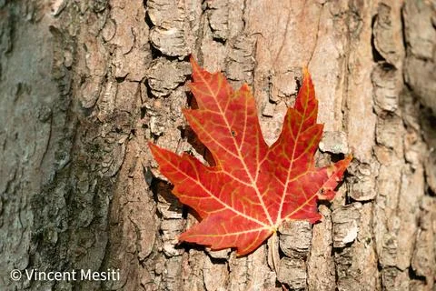 A vibrant red maple leaf rests against the rough texture of a tree trunk, showca Stock Photos