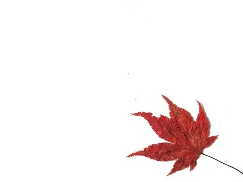 A vibrant red maple leaf sits on a plain white background perfect for autumn  Stock Photos