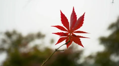 Vibrant Red Maple Leaf Swaying in the Autumn Breeze Against Soft Background Stock Footage 342016435