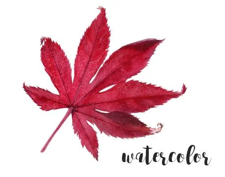 A Vibrant Red Maple Leaf Watercolor Illustration capturing the beauty of autumn Stock Illustration