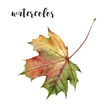 A Vibrant Red Maple Leaf Watercolor Illustration capturing the beauty of autumn Stock Illustration