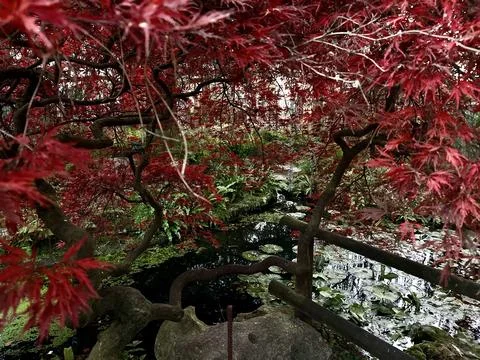Vibrant red maple leaves arching over a tranquil pond. Stock Photos
