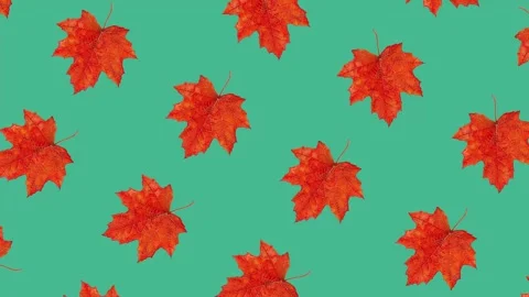 Vibrant Red Maple Leaves Fall Scene Stock Footage 278386322