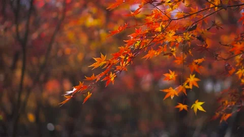 Vibrant red maple leaves gently swaying in a peaceful autumn forest landscape 스톡 동영상 347048899