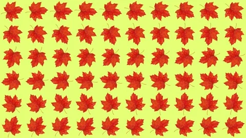 Vibrant Red Maple Leaves on Gold Stock Footage 278386393