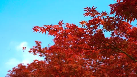 Vibrant Red Maple Leaves Swaying Gently Under A Clear Bright Blue Sky Stock Footage 342007472