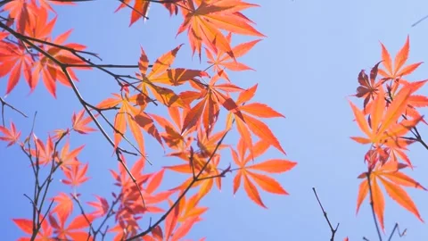 Vibrant Red Maple Leaves Swaying Gently Against A Clear Bright Blue Autumn Sky 動画素材 342011451