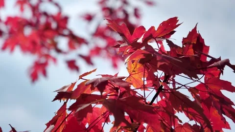 Vibrant Red Maple Leaves Swaying Gently in the Autumn Breeze Under Bright Sky Stock Footage 342274997