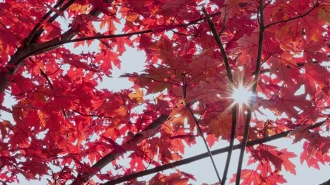 Vibrant Red Maple Leaves Swaying Gently Under Bright Autumn Sun Video stock 342275415