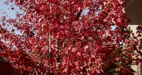 Vibrant Red Maple Tree in Autumn: A Colorful Display of Nature's Beauty Stock Footage 344275078