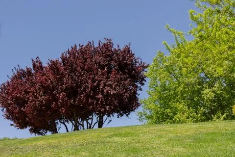 Vibrant red maple trees and lush green shrubs. Seasonal landscape photograp.. Stock Photos