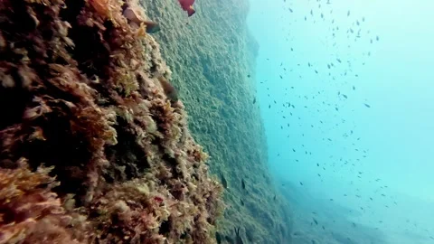 Vibrant Red Mediterranean Reef Wall with Schooling Damselfish and Anthias Fish Stockbeeldmateriaal 331667203