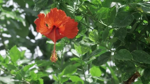 Vibrant Red Orchid in Bloom - Elegant Floral Serenity Stock Footage 314461581