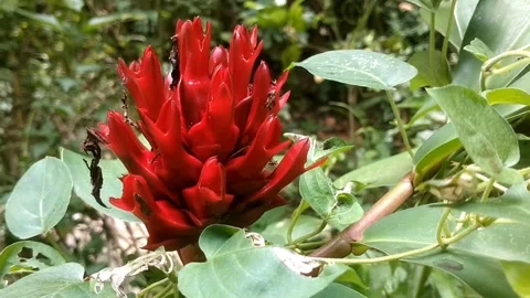 The Vibrant Red Pacing Flower Vídeos de archivo 332470447