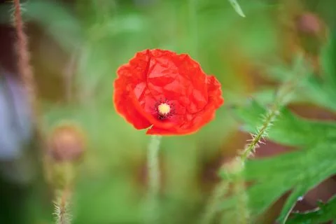 Vibrant red papaver bloom in soft green meadow Stock Photos