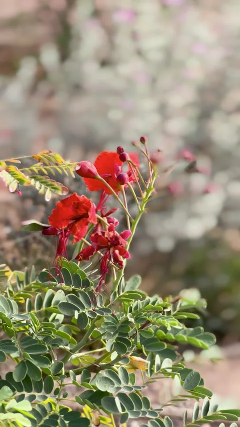 Vibrant Red Peacock Flower Gently Swaying Vídeos de archivo 338011309